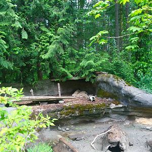 American Badger Exhibit