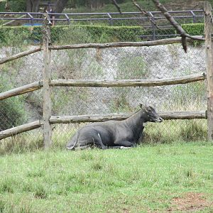 nilgai zoologico del altiplano