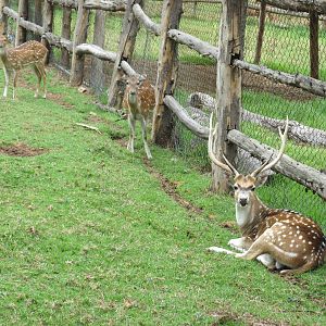 axis deer zoologico del altiplano