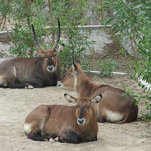 defassa waterbuck zoologico del altiplano