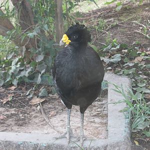 great currasow zoologico del altiplano