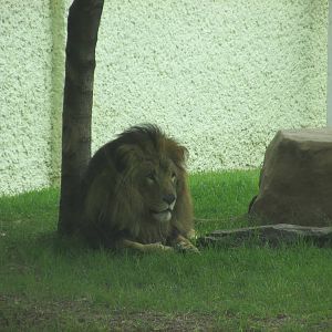 african lion zoologico del altiplano