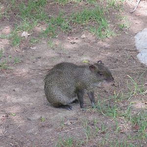 mexican aguti zoologico del altiplano