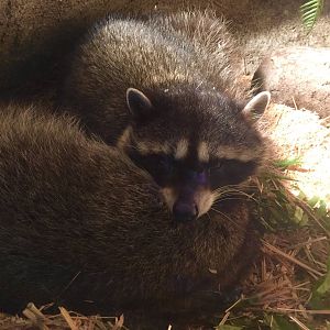 Northern Raccoon Exhibit - Den View