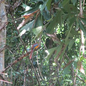Orange-breasted Trogon - Cat Tien