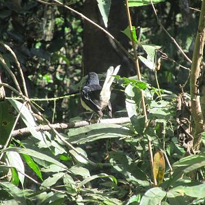 White-throated Fantail - Cat Tien
