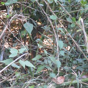 Red Muntjac - Cat Tien