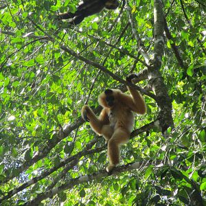 Yellow-cheeked Gibbon - Cat Tien