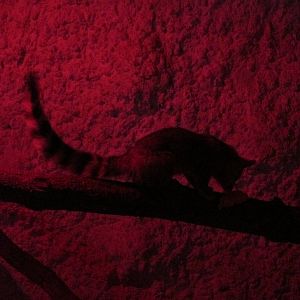 cacomixtle zoologico del altiplano