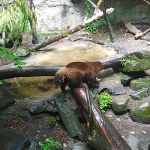 Wolverine Exhibit