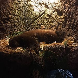 Wolverine Exhibit - Den View