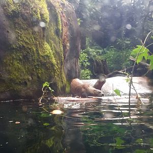 River Otter Exhibit