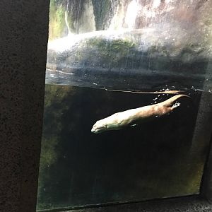 River Otter Exhibit