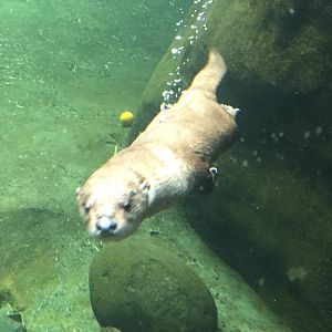 River Otter