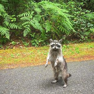 Northern Raccoon - Washington
