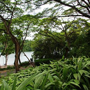 New Orang Utan Free-ranging Area