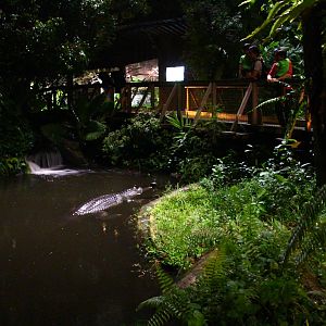 Fishing Cat Trail - Indian Gharial exhibit