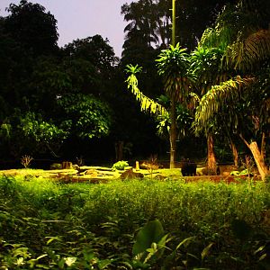 East Lodge Trail - Lowland Anoa exhibit