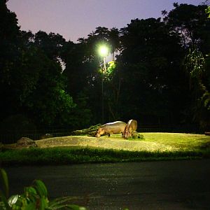 East Lodge Trail - Nile Hippo exhibit
