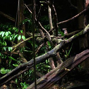 Leopard Trail - Clouded Leopard exhibit