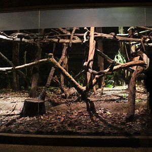 Leopard Trail - Small-toothed and Malay Civet exhibit