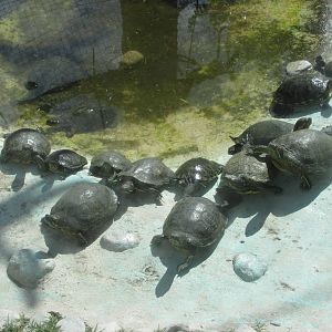 turtles zoologico del altiplano