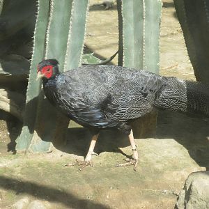 kalij pheasant - zoologico del altiplano