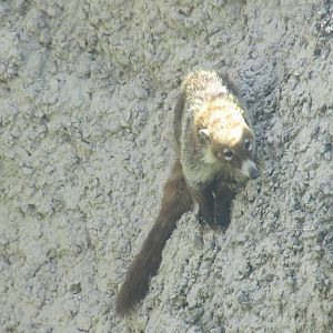 coati zoologico del altiplano