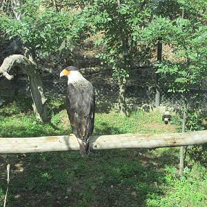 caracara zoologico del altiplano
