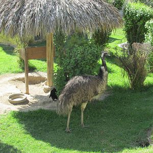 emu zoologico del altiplano
