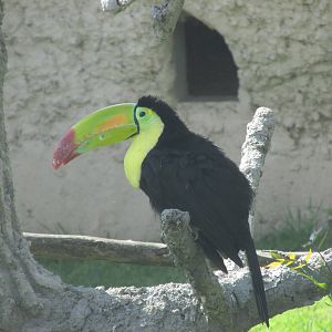 keel billed toucan zoologico del altiplano