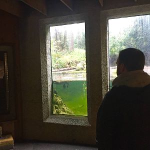 Canadian Beaver Exhibit