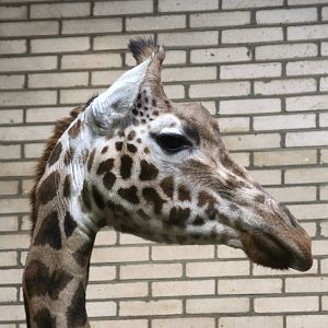 Rothschild's giraffe