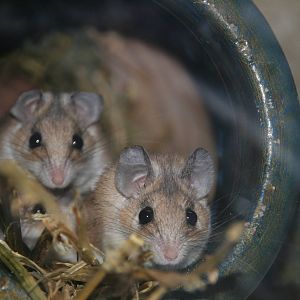 Egyptian spiny mouse