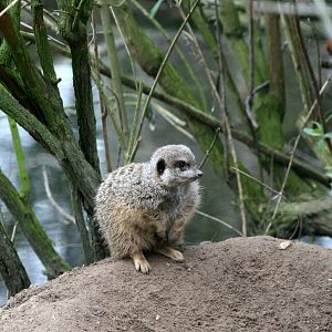 Meerkat