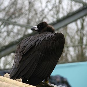Cinereous vulture