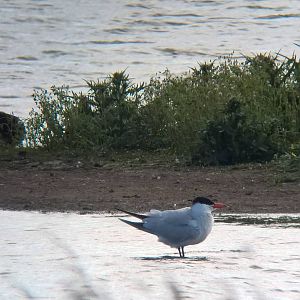 Caspian Tern