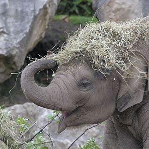 Playing with her food
