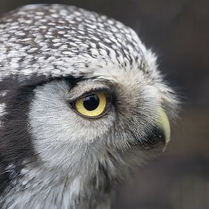 Northern hawk owl