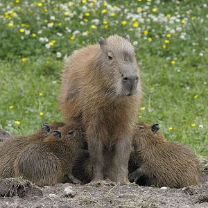 Capybara refuelling