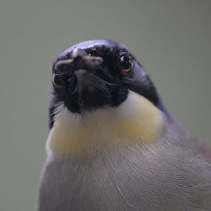 Blue-crowned laughing thrush