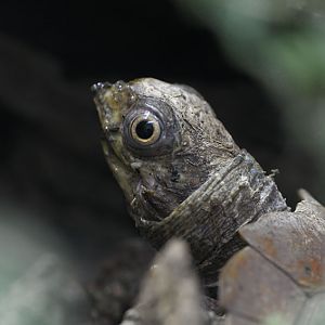 Black-breasted leaf turtle