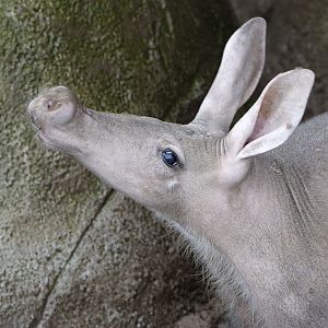 Aardvark