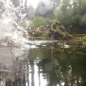 Canadian Beaver smacking its tail on the surface