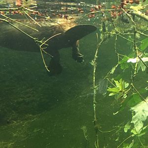 Canadian Beaver Exhibit - Underwater View