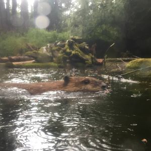 Canadian Beaver Exhibit