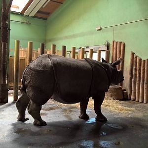 Greater One-horned rhinoceros