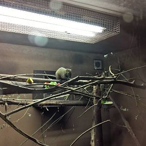 Red-bellied squirrel