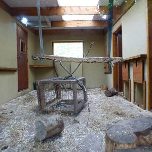Indoor Gelada Enclosure