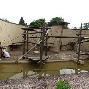 Outdoor Orangutan Enclosure